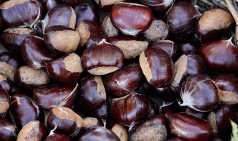 Sinop kestanesi tezgahlarda: Kilosu 300 lira – Son Dakika Ekonomi Haberleri