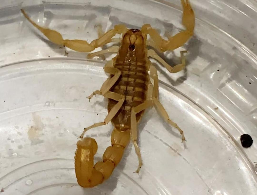 Litre başına 10 milyon dolar! Yer: Aksaray, 3 suçüstü yakalandı