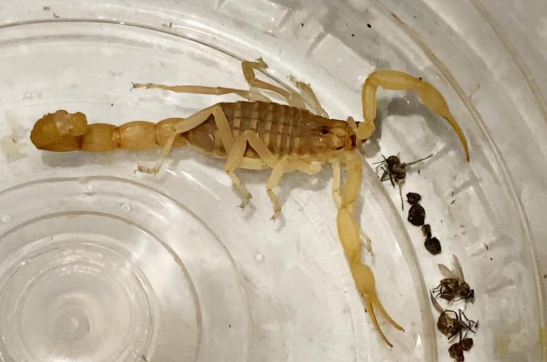 Litre başına 10 milyon dolar! Yer: Aksaray, 2 suçüstü yakalandı